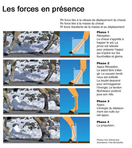 Forces en présence au niveau du pied