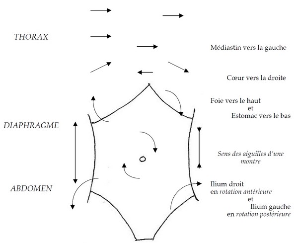 La Torsion Physiologique au niveau du tronc