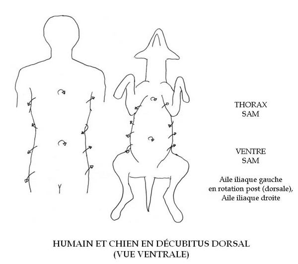 Humain et chien en décubitus dorsal