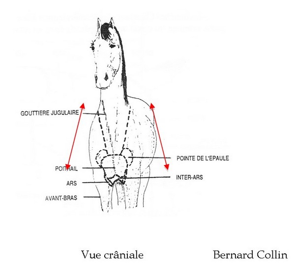 26_GUILLARD_14_schema_CV_face.jpg