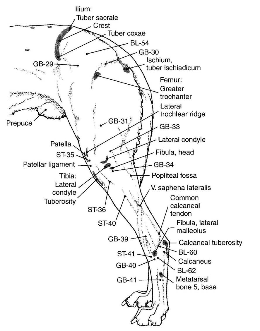 points_schoen_posterieur.jpg