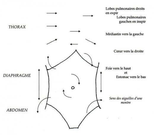 l520xh456_jpg_torsion_physio030-d523b.jpg