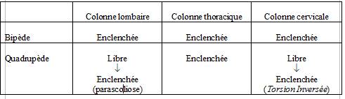 tableau_enclenchement_vertebres.jpg