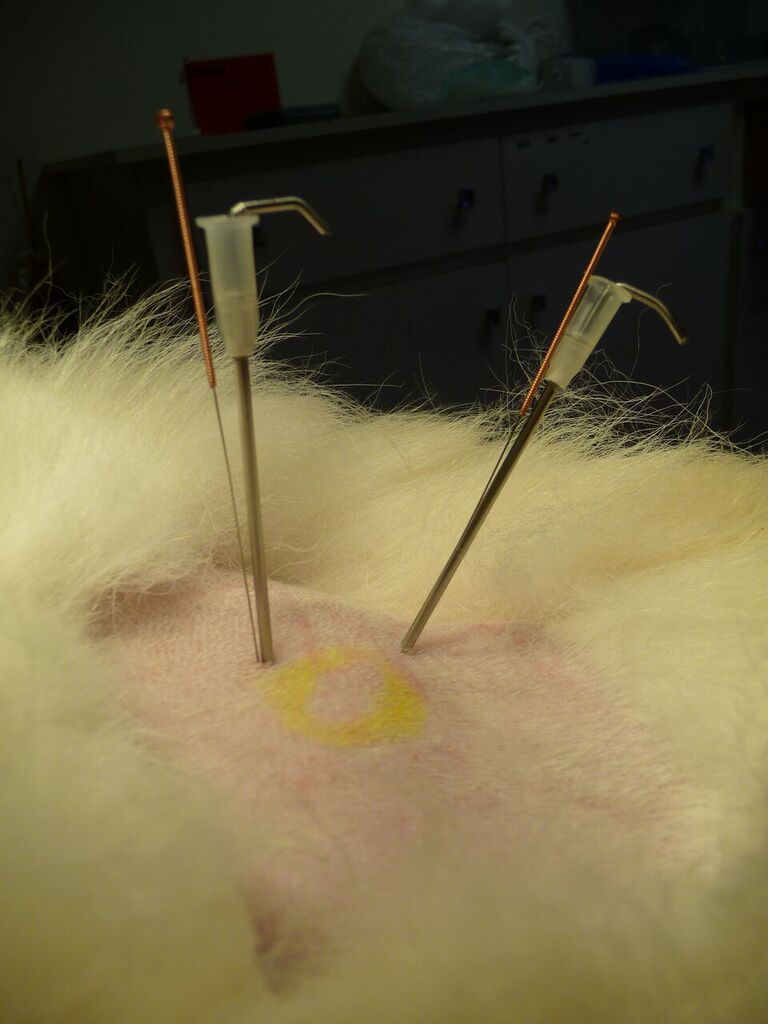 site_aiguilles_implants.jpg