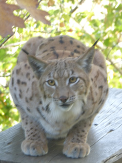 lynx_250.jpg