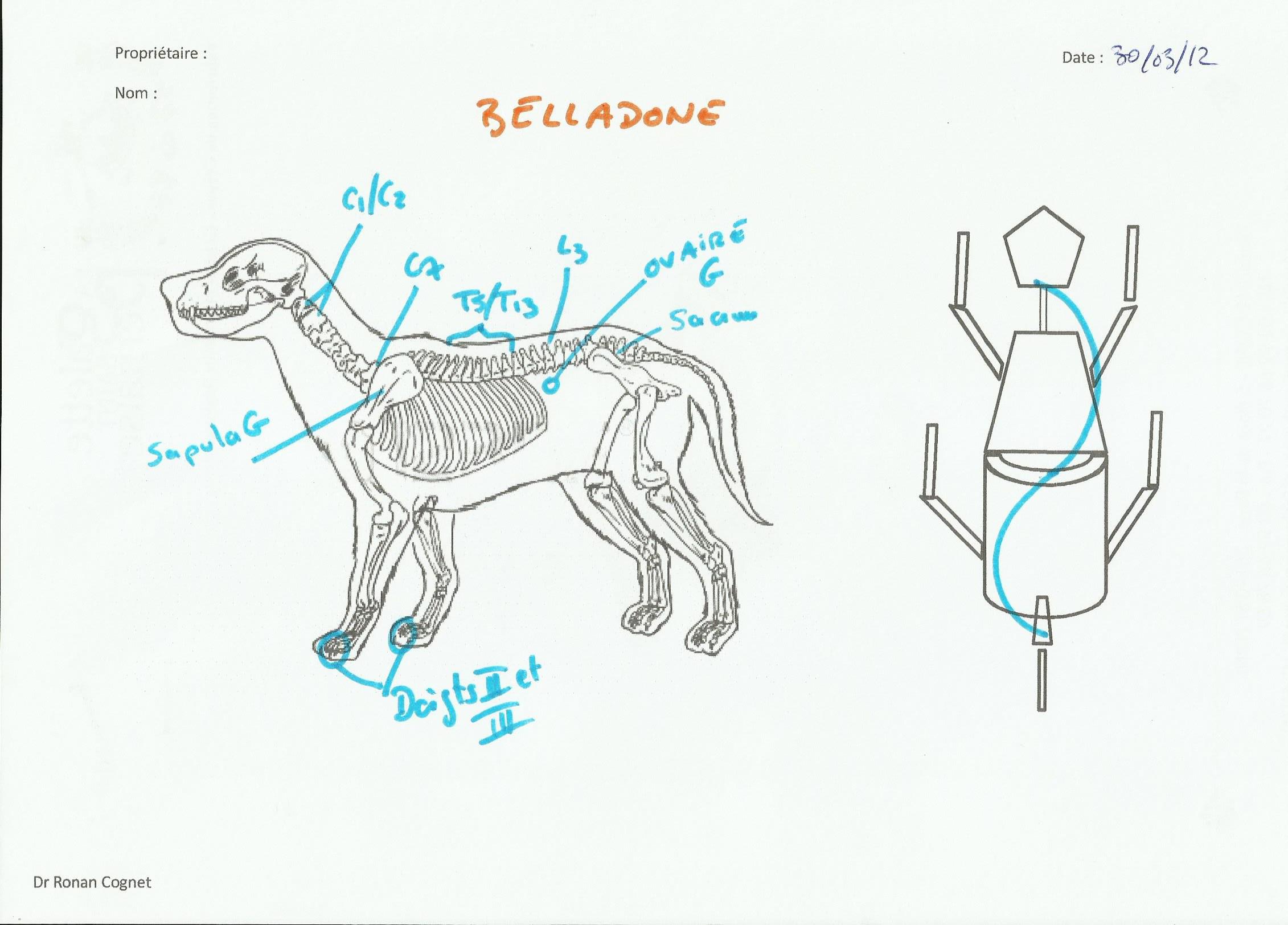 dysf_belladone.jpg