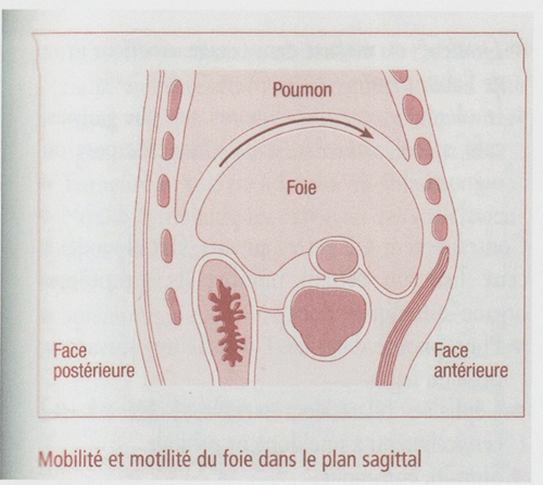 motilite_plan_sagittal.png