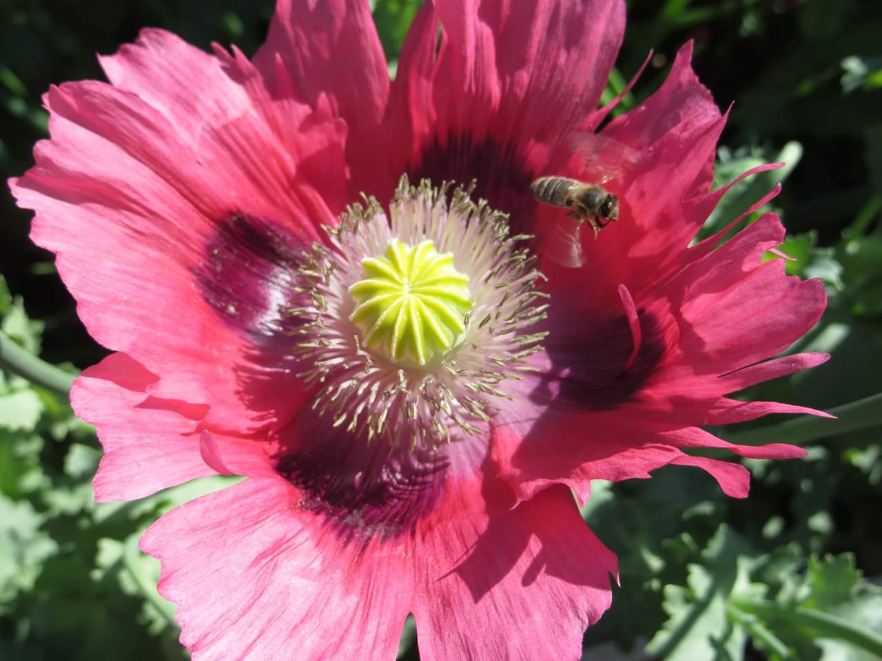 papaver_somniferum_pavot_sommifere_commun_a_l_etat_sauvage_centre_bretagne_2015.jpg