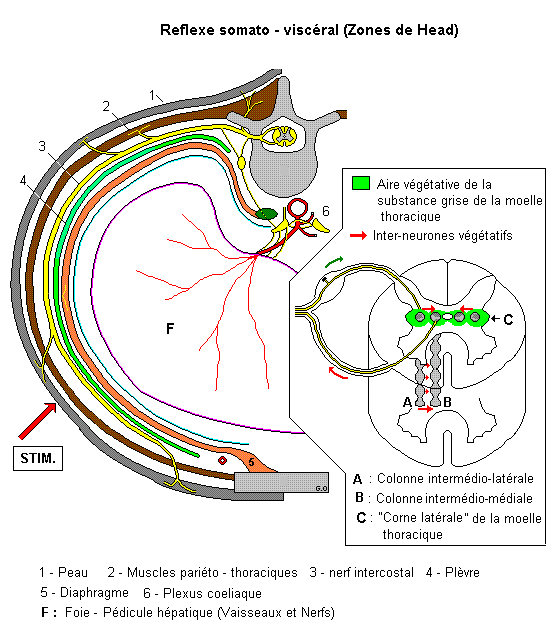 reflexe_somato_visceral.gif