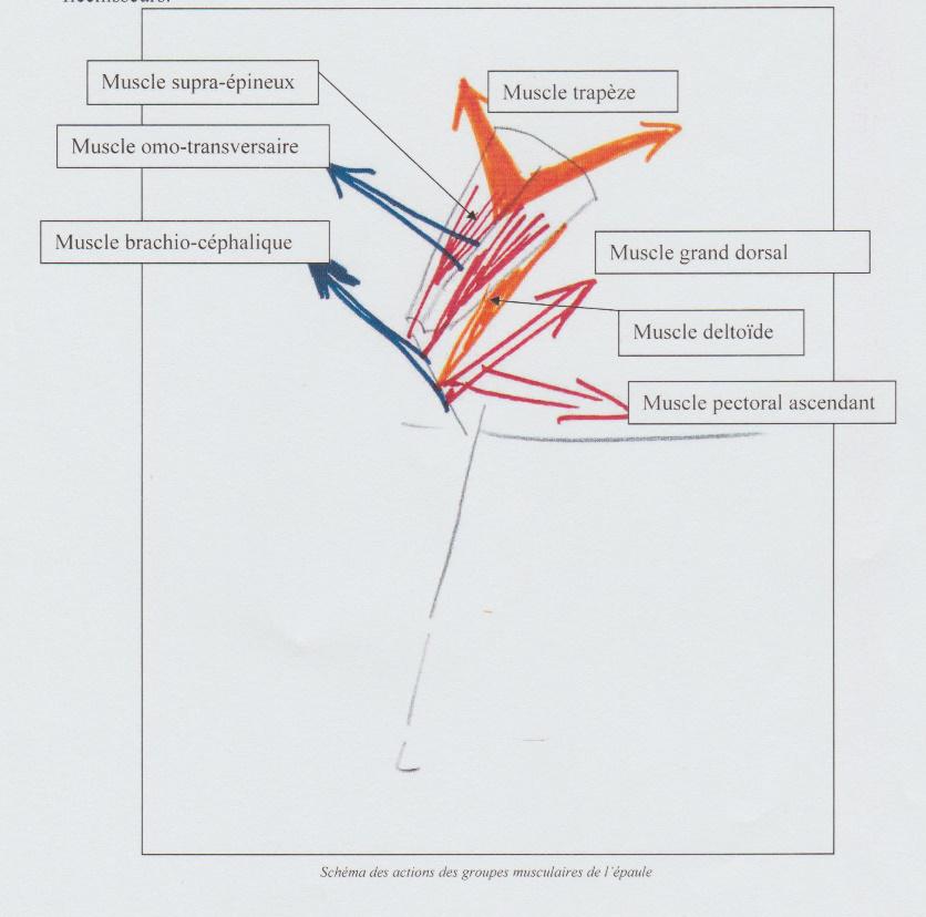 schema_muscles_epaule.jpg