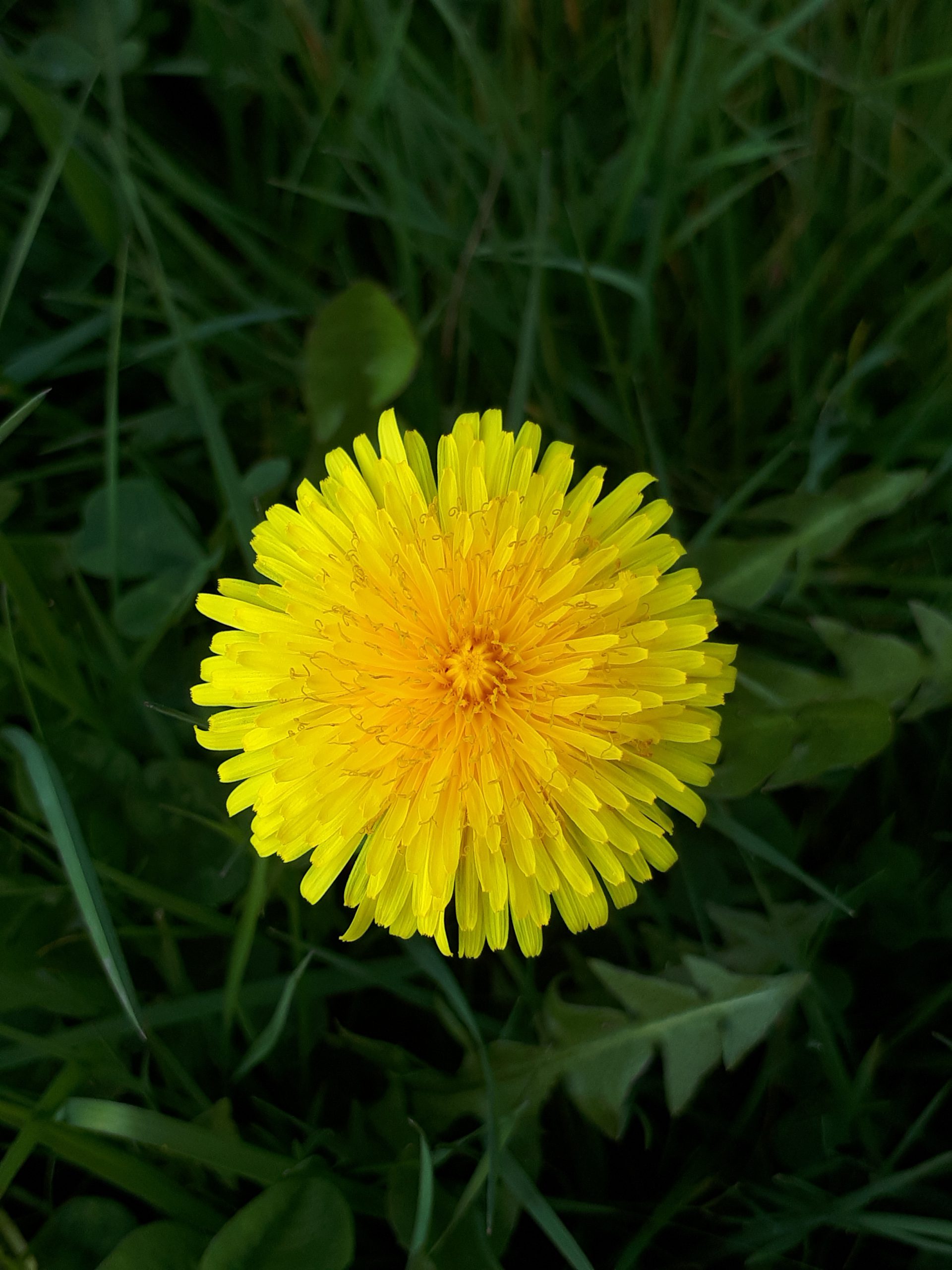 taraxacum_sp_pissenlit_commun_centre_bretagne_2019.jpg