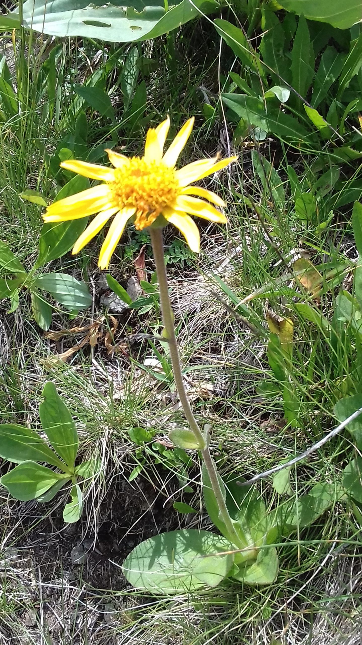 arnica_montana_arnica_des_montagnes_auvergne_2017-r90.jpg