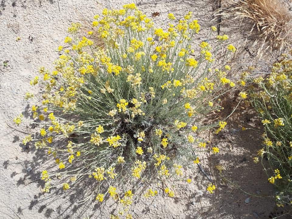 helichrysum_stoechas_immortelle_des_dunes_gironde_2018.jpg