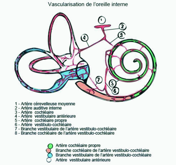 vertige_vascularisation.gif