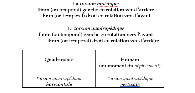torsion_quadrupede_humain.fw.png