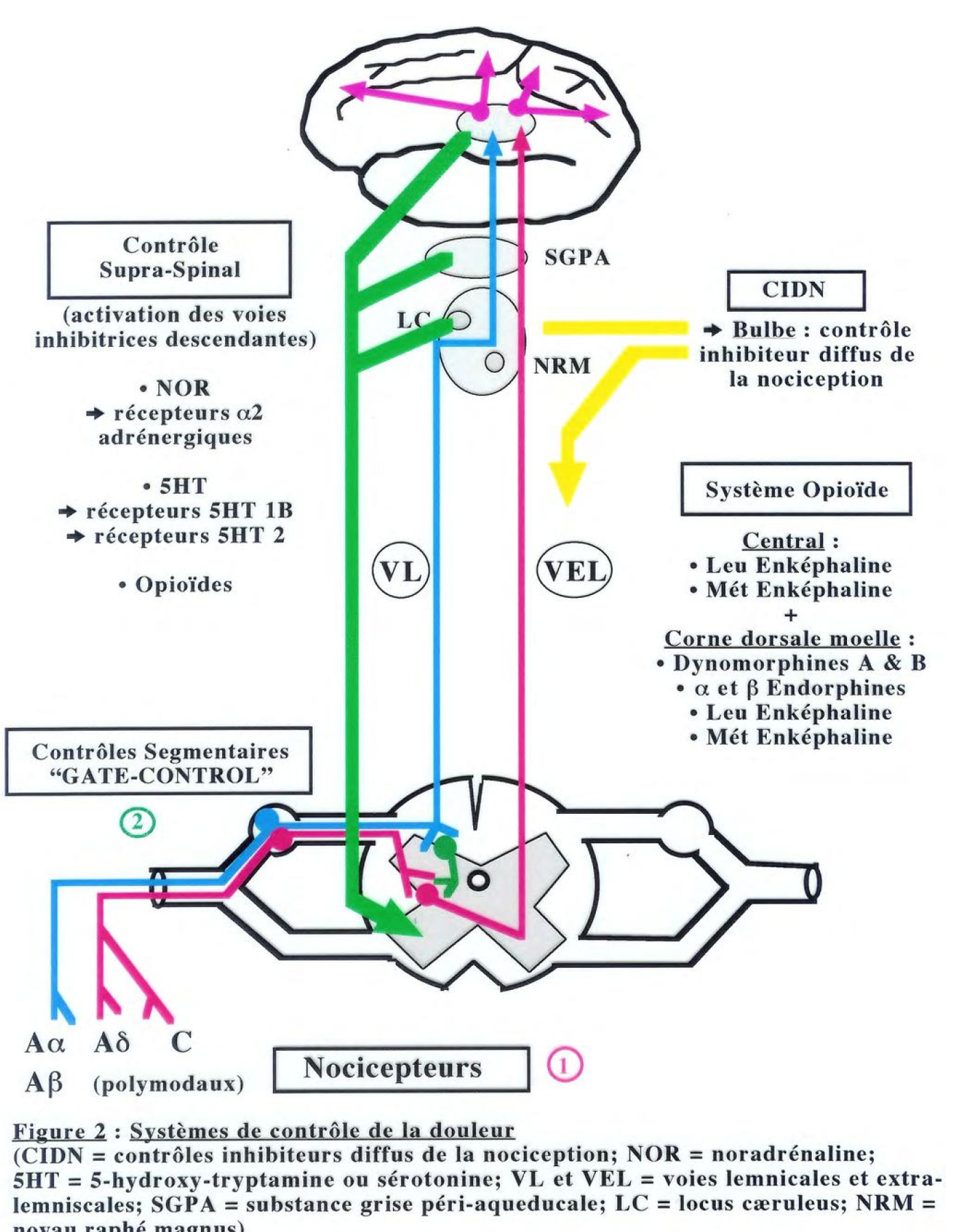 systeme_de_controle_de_la_douleur.png