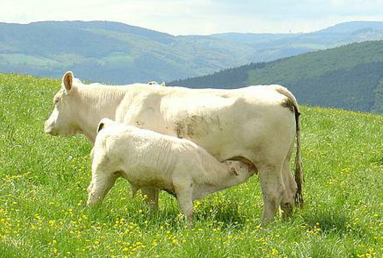 vache_allaitement.png