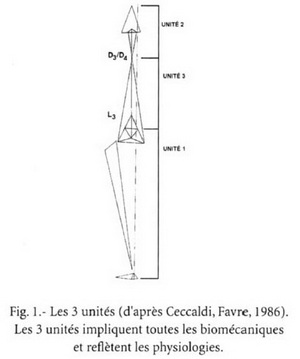 Les 3 unités impliquent toutes les biomécaniques et reflètent les physiologies. Les 3 unités impliquent toutes les biomécaniques et reflètent les physiologies.