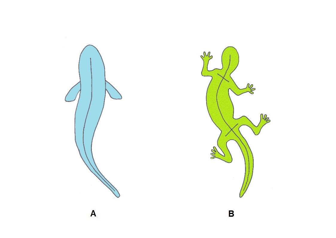 fig_1a_et_1b.jpg