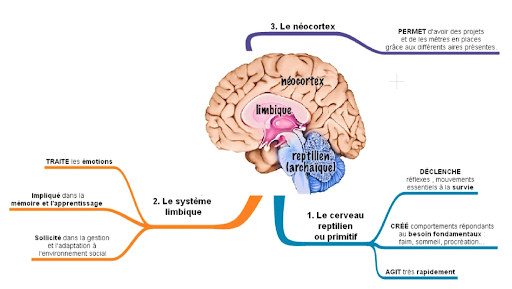 cerveau_limbique.png