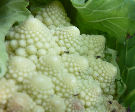 fractal_romanesco-2.jpg