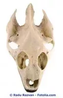 arton330.jpg